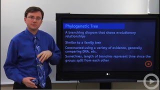 Phylogenetic Tree [upl. by Atterg]