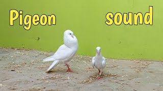 Update 121 pigeon sound pigeon waqarbirds pigeonsound [upl. by Sibell]