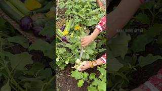 Harvesting eggplants bitter gourd chives perilla and spinach gardening [upl. by Gonyea28]