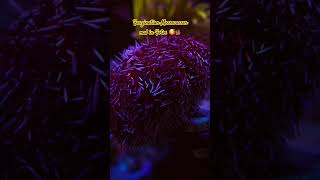 Faszination Meerwasser Aquarium aquarium fyp youtubeshorts corals reef reeftank [upl. by Angeline]