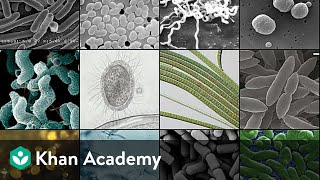 Prokaryotic Cells  Cell The Unit of Life  Biology  Khan Academy [upl. by Elisa]