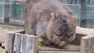 【Wombat】ある日のウォンバット のフクちゃん🐻 五月山動物園 BGMは自作です♫ [upl. by Ilah]