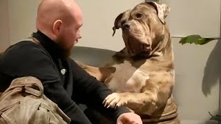 Giant dog just wants to be a baby FUNNIEST Dog and Human Of Week [upl. by Edyaw65]