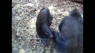 Gorilla boy Kijani wrestles Aunt Mawenzi 26102024 Givskud Zoo [upl. by Asimaj233]