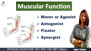 MET Correcting Anterior Hip Rotation [upl. by Chara]