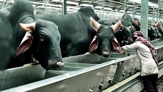 Worlds Largest Giant Cow Ranch  Livestock Transport amp Slaughter Process  Cowhide Processing Plant [upl. by Rann605]