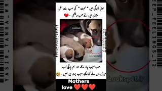 Dog Mothers Unconditional Love for Her Babies 🐶❤️  Heartwarming Momentsshorts [upl. by Nayt]