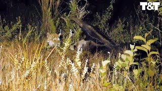 Giant Anteater Fights Off Hungry Jaguar [upl. by Virgel]