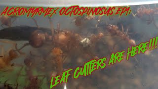 THE LEAF CUTTERS ARE HERE Acromyrmex Octospinosus Ep1 Welcome [upl. by Lochner]