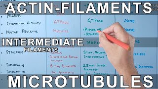 Microfilaments vs Microtubules vs Intermediate Filaments [upl. by Ginnie]