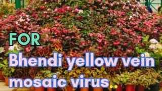 BHENDI YELLO VEIN MOSAIC VIRUS [upl. by Asena]