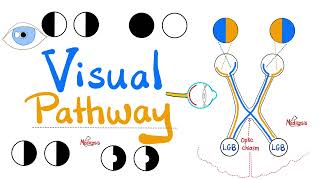 Visual Pathway amp its defects  Optic nerve  Optic Chiasm  Optic tract  Lateral Geniculate Body [upl. by Nibbor]