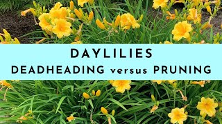 Deadheading Daylilies versus Pruning Daylilies [upl. by Anirtac159]