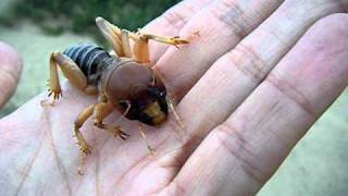 Potato Bug in hand [upl. by Nybbor205]