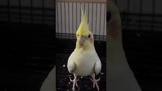 cockatiel birds pets parrot cockatielbird cockatielsinging cockatielsound ytshorts shorts [upl. by Adnilec]