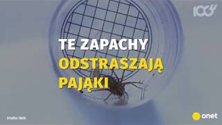 Te rzeczy ostraszą pająki w Twojm mieszkaniu  Onet100 [upl. by Refinej614]