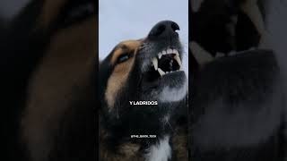 El TRADUCTOR de LADRIDOS 🤯🐶 [upl. by Ecyac]