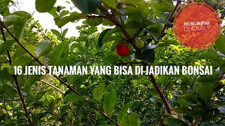 16 Jenis Tanaman Yang Bisa Di Jadikan Bonsai [upl. by Sirred]