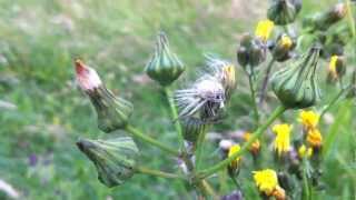 Common Sow Thistle Sonchus Oleraceus  Swinies  20120617 [upl. by Lecirg256]