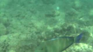 Ringtail Surgeonfish  Blochii Tang  Poipu Kauai Hawaii [upl. by Casandra]