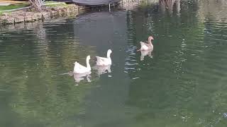 2 White Geese with Orange Feet amp Tan Goose Float in Water at Lake Eola Park Orlando Florida [upl. by Dittman]