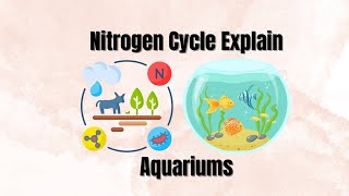 Nitrogen Cycle Explained for AQUARIUM [upl. by Ahseik]