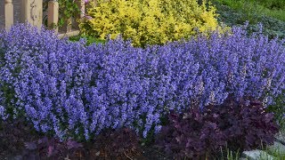 Nepeta Production Tips  Walters Gardens [upl. by Eltsyrhc]