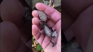 Листохвостый или плоскохвостый геккон  Uroplatus fimbriatus интересно animals [upl. by Kalagher]