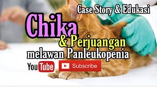 Case Story Perjuangan Chika Melawan Virus Panleukopenia [upl. by Namsu210]