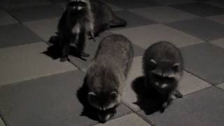 Baby Raccoons Sounds  Close Up View [upl. by Noram]