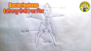 biology diagram how to draw bacteriophage structure [upl. by Eicyak543]