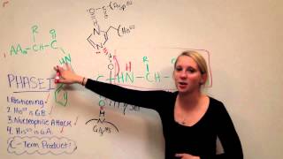 Chymotrypsin Mechanism [upl. by Venator87]