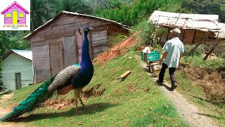 LA VIDA DEL CAMPO EN REPUBLICA DOMINICANA RUTA JARABACOA A MANABAO [upl. by Melessa]