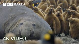 Incredible 4K Nature Scenes Narrated By David Attenborough  BBC Earth [upl. by Flinn]