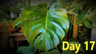 Monstera Deliciosa Propagation Comparison Update 1  LECA Coco Coir amp Perlite Pumice Water [upl. by Faustina]