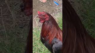 NEW BLACK FACE ROOSTER [upl. by Alegnat519]