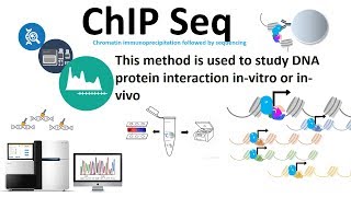 Chip seq chromatin immunoprecipitation followed by sequencing [upl. by Nanek]