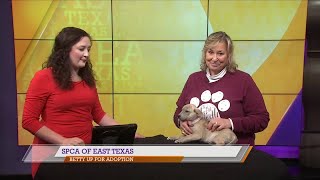 SPCA of East Texas Meet Betty [upl. by Aymik]