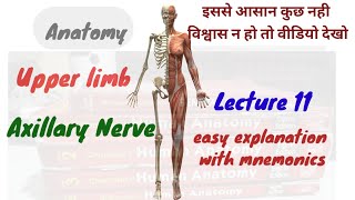 Axillary Nerve anatomy  Brachial Plexus  Anatomy  Upper limb  ऐसे पढ़ोगे तो नही भूलोगे [upl. by Akived]