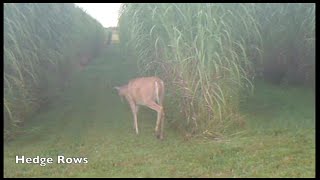 Maple River Farms  Miscanthus as Deer Habitat and Cover [upl. by Anadal]