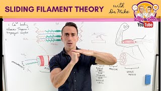 Sliding Filament Theory  Muscle Contraction [upl. by Eizle]