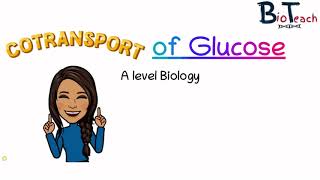 Cotransport of Glucose and Amino Acids A level Biology BioTeach [upl. by Monroy]