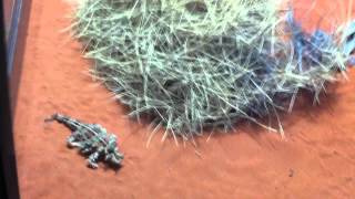 Thorny devil eating black ants [upl. by Nedloh]