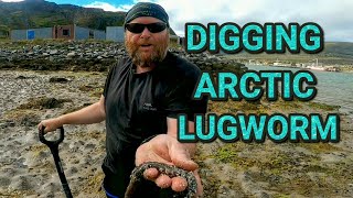 How to dig lugworm in Norway  or anywhere else [upl. by Ynahirb387]