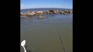 HUGE Shark Steals My Fish At The Jetty [upl. by Pru172]