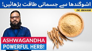 Ashwagandha Ke Fawaid Taqat Se Bharpoor Benefits Of Asgand UrduHindi Dr Ibrahim [upl. by Audra]