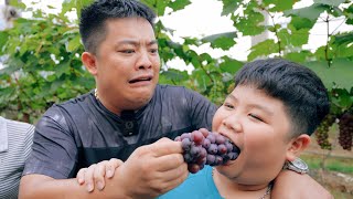 Experience the fresh grape vineyards in Northern Vietnam  Eating fish dishes in Bac Giang  SAPA TV [upl. by Vigen]