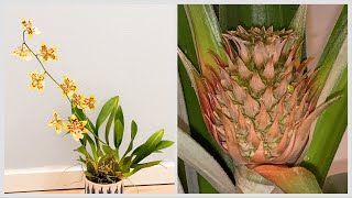 Garden Update Jan 24  more orchid flowers and pineapple flowering [upl. by Orin]