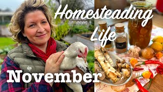 Selbstversorger November 🍁 DIY Efeu Waschmittel 🌿 DIY Natürliches Antibiotikum 🥬 leckerer Kohlkuchen [upl. by Gascony]