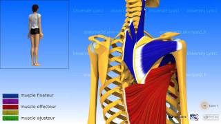 Lépaule ladduction les muscles adducteurs [upl. by Orpah]